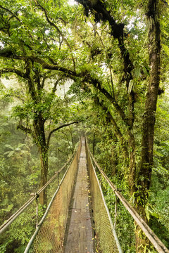 View of sky bridge against trees