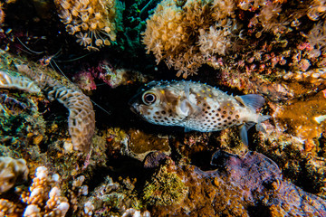 Diodon fish in the Red Sea Colorful and beautiful, Eilat Israel