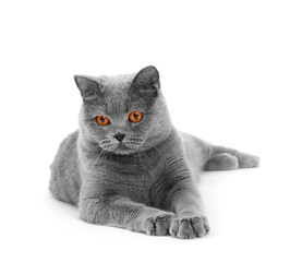 Gray british cat on white background
