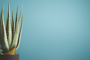 Cactus on blue background, copy space