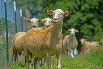 Closeup tame Katadin Sheep in a green field.