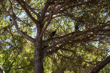 tree in park of castle