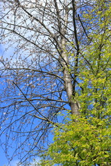 La nature et ses arbres extraordinaires