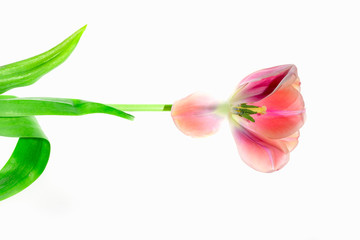 tulipan transparentny