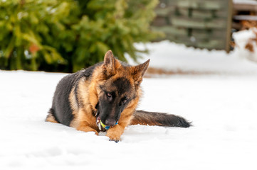 A german shepherd puppy dog playing with a ball at winter
