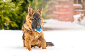 A german shepherd puppy dog playing with a ball at winter