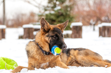 A german shepherd puppy dog playing with a ball at winter