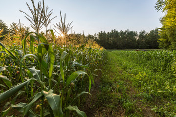 A field of sweet corn  on a farm in Epping, New Hampshire.
