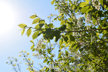 Blooming bird-cherry tree in sunny spring day. Branches with flowers and leaves. Beautiful nature scene.