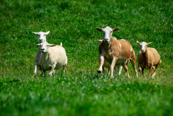 A herd of tame Katadin Sheep in a green pasture.