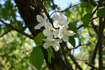 Apple tree blooming in orchard. Spring garden.