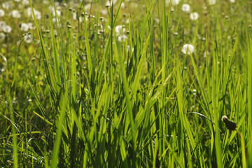 Green grass and dandelions on the background. Meadow on sunset.
