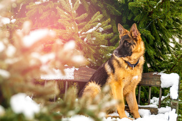 A german shepherd puppy dog sitting on a bench at winter