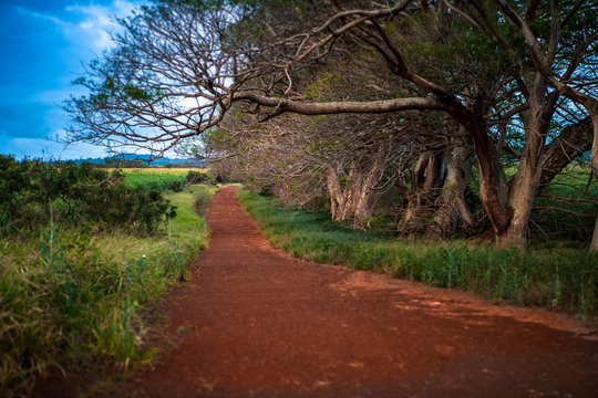 Red Dirt Road Leading Towards The Cane Field In Maui