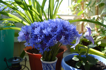 Decorative composition with bouquet of cornflowers and potted plants on the balcony.