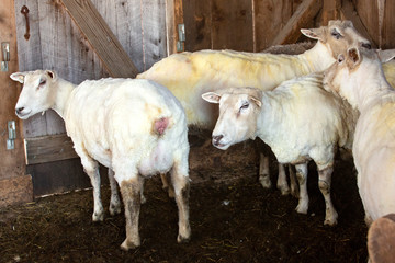 Freshly shorn sheep in a barn in East Windsor, Connecticut.