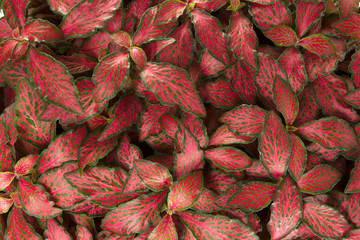 Fototapeta premium Red and green leaves