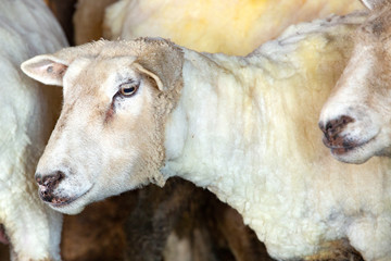Freshly shorn sheep in a barn in East Windsor, Connecticut.