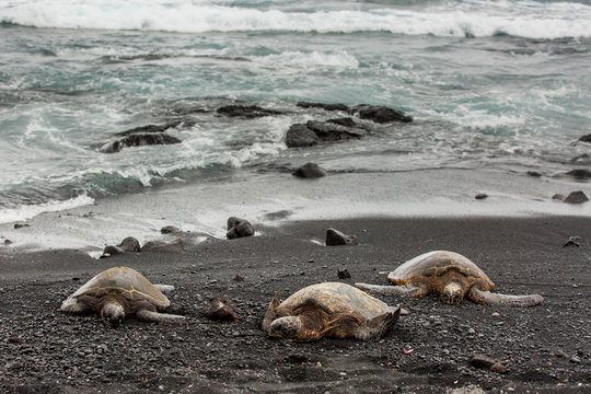 Green sea turtles resting on the beach 