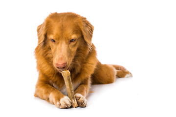 Dog is chewing a bone isolated on white background