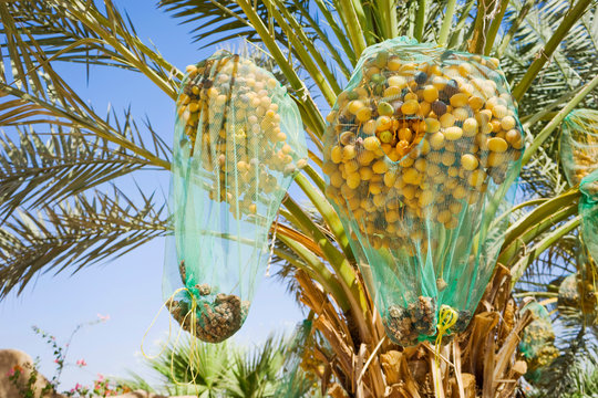 Date palm tree with nets covering fruit, Wadi Rum, Aqaba Governorate, Jordan