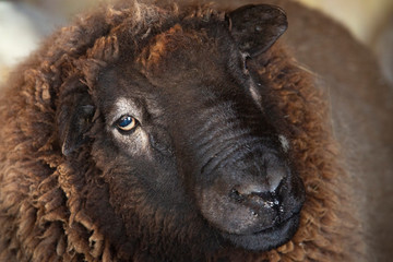 Fototapeta premium Brown wooly sheep in a barn in East Windsor, Connecticut.