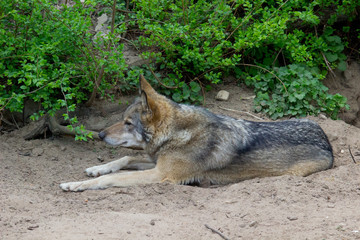 Wolf resting