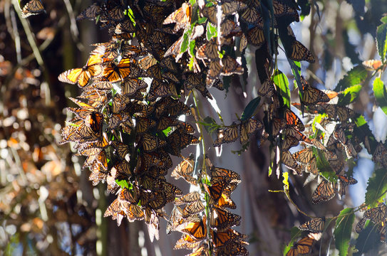 Monarch butterflies hang on eucalyptus trees in Goleta, California.