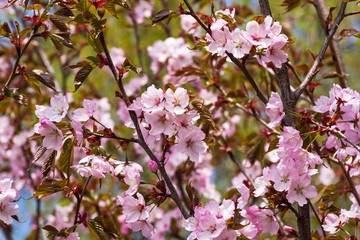 Cherry blossoms