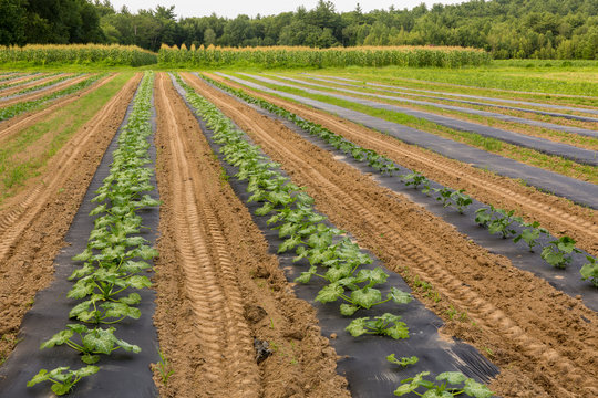 Zuchinni plants on a vegetable farm in Epping, New Hampshire.