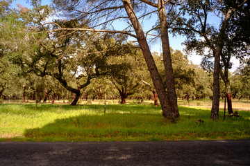 A amazing cork oak forest in Alentejo, Portugal at March.