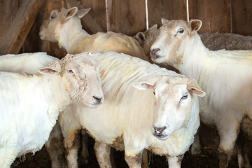 Freshly shorn sheep in a barn in East Windsor, Connecticut.