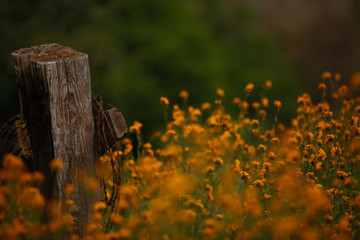 Fototapeta na wymiar Flowers in the foothills