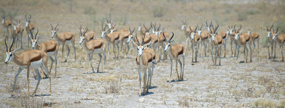A herd of springbok in Etosha National Park, Namibia