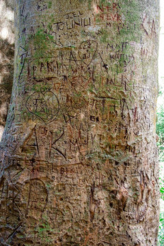 Initials and names carved in tree