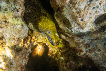 Moray eel Mooray lycodontis undulatus in the Red Sea, eilat israel