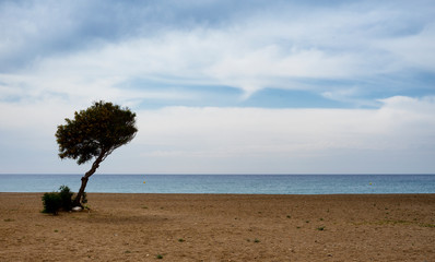 A solitary tree on a beach