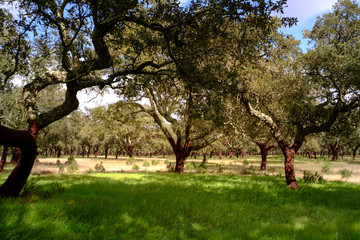 A amazing cork oak forest in Alentejo, Portugal at March.