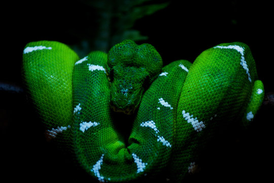 Cobra verde