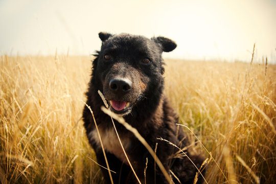 Black dog sitting in the meadow alone.