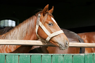  Portrait closeup of a thoroughbred horse in the barn door