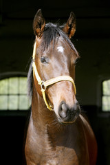  Portrait closeup of a thoroughbred horse in the barn door