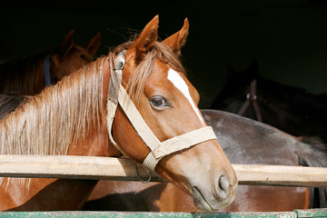 Obraz premium Portrait closeup of a thoroughbred horse in the barn door