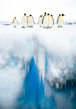 Emperor Penguins (Aptenodytes forsteri) standing on iceberg
