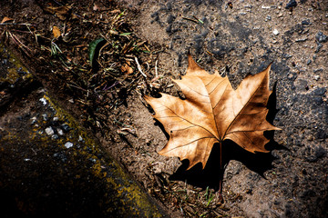 Outono no ch&atilde;o