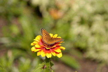 butterfly on flower