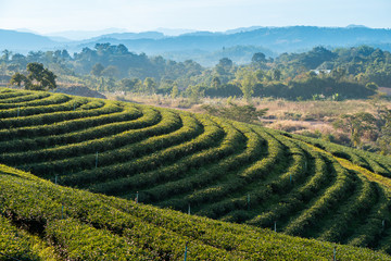 Beautiful landscape view of large tea farm on the hill with warehouse and truck in the background, Choui Fong plantation at Chiang Mai Thailand