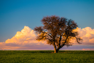 Fototapeta na wymiar Solitary tree in the plain, Pampas, Argentina