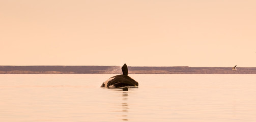 Naklejka na ściany i meble Southern right whale,jumping behavior, Puerto Madryn, Patagonia, Argentina