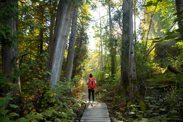 Hiker crossing forest boardwalk, Maribel, Wisconsin, USA